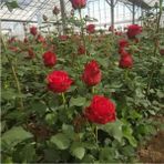 Kırmızı Gül Fidani 10-20 Cm