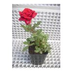 Kırmızı Gül Fidanı 20-30 Cm