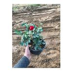 Kırmızı Gül Fidanı, BTSASII82