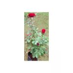 Kırmızı Gül Fidanı Saksıda 10-20 Cm