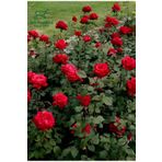 Kırmızı Gül Fidanı Yediveren Salon Gülü 20-40Cm (White Rose)