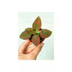 Kırmızı Hypoestes Bitkisi Hostes Fittonia Çiçeği 10-20 Cm