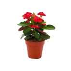 Kırmızı Japon Iğnesi Dikenler Tacı Euphorbia Milii Fidanı 10-20 cm