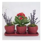 Kırmızı Kalanşo Kalanchoe & Kokulu Lavanta & Kırmızı Trio Curve Beton Saksıda Hediyelik Canlı Çiçek BALFLOWERDESİGN-2517