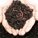 KIRMIZI KALİFORNİYA SOLUCANI(100 adet solucan+200gr fermente yem+2litre plastik bakım evi) -Evde Kompost İçin Canlı Solucan Paketi-Solucan Gübresi Üretimi İçin Canlı Solucan