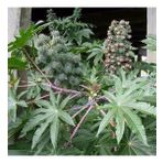 Kırmızı Kene(Castor Bean) Çiçeği Tohumu(5 tohum)