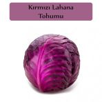 Kırmızı Lahana Tohumu 1 Paket Kırmızı Lahana Mohrenkohf Tohumu Kapalı Paket Yüksek Verimli Tohum