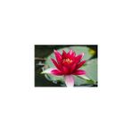 Kırmızı Lotus Çiçeği Tohum Nilüfer Çiçeği Tohumu 3 Tohum - 1 Paket