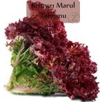 Kırmızı Marul Tohumu 1 Paket (1Gr=850+ Adet) Akdeniz Kıvırcık Tohumu
