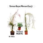 Kırmızı Mercan-Beyaz Mercan Çiçeği 2 Adet+ Tül Çiçeği Hediyeli Bahçe Bitkisi