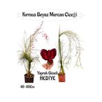 Kırmızı Mercan-Beyaz Mercan Çiçeği 2 Adet+Bordo Yaprak Güzeli Çiçeği Hediyeli Bahçe Bitkisi