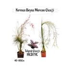 Kırmızı Mercan-Beyaz Mercan Çiçeği 2 Adet+Telgraf Çiçeği Hediyeli Bahçe Bitkisi