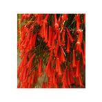 Kırmızı Mercan Çiçeği (Russelia Equisetiformis), BTS233