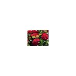 Kırmızı Ortanca Çiçeği Fidanı 10-20 cm
