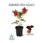 Kırmızı Oya Ağacı 1 Adet Dış Mekan Saksılı 30-60Cm +Yaprak Güzeli, GRB080624NA95
