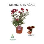 Kırmızı Oya Ağacı 1 Adet Dış Mekan Saksılı 30-60Cm +Yaprak Güzeli, GRB080624NA96