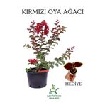 Kırmızı Oya Ağacı 1 Adet Dış Mekan Saksılı 30-60Cm +Yaprak Güzeli, GRB080624NA97