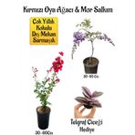 Kırmızı Oya Ağacı Fidanı+Mor Salkım Ağacı Fidanı Telgraf Çiçeği Hediyeli Bahçe Peyzaj Seti