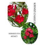 Kırmızı Oya Fidanı 1 Adet Saksılı 30-60Cm -Kırmız Zakkum Çiçeği 1 Adet 30-60Cm, BTS060624NA31