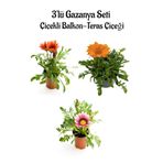 Kırmızı-pembe Beyaz-turuncu Renk Gazanya Çiçeği 3 Adet Saksılı 10-20cm Balkon Çiçeği