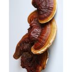 Kırmızı Reishi Mantarı Tohumu Ganoderma Lucidum Mantar Tohumu - 200 gr