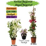 Kırmızı Renk Begonvil+Beyaz Begonvil+Telgraf Çiçeği Hediyeli 3'lü Peyzaj Seti