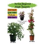 Kırmızı Renk Begonvil+Kokulu Klasik Yasemin+Telgraf Çiçeği Hediyeli 3'lü Peyzaj Seti, SRD04022025BYB320