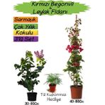 Kırmızı Renk Begonvil+Kokulu Mor Leylak Fidanı+Tül Kuşkonmaz Hediyeli 3'lü Peyzaj Seti