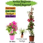 Kırmızı Renk Begonvil+Pembe Begonvil+Kurdele Çiçeği Hediyeli 3'lü Peyzaj Seti