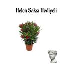Kırmızı Renk Bodur Zakkum Fidanı Sevgilier Gününe Özel Hlen Saksı Hediyeli