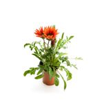 Kırmızı Renk Gazanya Çiçeği 1 Adet Saksılı/Tüplü(15-25Cm) Çiçekli Balon Bitkisi, SRD03022025BYB673