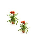 Kırmızı Renk Gazanya Çiçeği 2 Adet Saksılı 10-20Cm Balkon/Teras Çiçeği, BTS0101NA1345