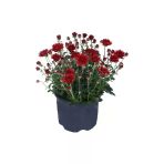 Kırmızı Renk Kasımpatı Çiçeği Fidanı 10-20 Cm