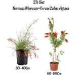 Kırmızı Renk Mercan Çiçeği Fidanı+Fırça Çalısı Ağacı Fidanı 2'li Set Bahçe Bitkisi
