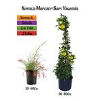 Kırmızı Renk Mercan Çiçeği Fidanı+Sarı Yasemin Fidanı 2'li Bahçe Peyzaj Seti, BTS0001NA2022