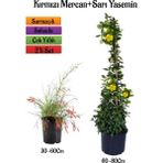 Kırmızı Renk Mercan Çiçeği Fidanı+Sarı Yasemin Fidanı 2'li Bahçe Peyzaj Seti