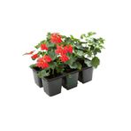 Kırmızı Renk Sakız Sardunya Fidesi 2 Adet Saksılı Balkon Çiçeği(Pelargonium Peltatum)