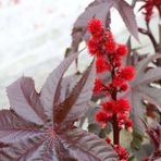 Kırmızı Renkli Kene (Castor Bean) Çiçeği Tohumu (5 tohum)