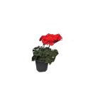 Kırmızı Sardunya Çiçeği Fidanı 10-20 Cm