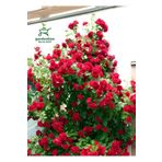 Kırmızı Sarmaşık Gül Fidanı 1 ADET Saksılı/Tüplü 50-80Cm (Red Rose)