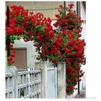 Kırmızı Sarmaşık Gül Fidanı 15-25 Cm