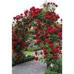 Kırmızı Sarmaşık Gül Fidanı Kokulu (tüplü = 100-130 Cm)