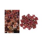 Kırmızı Sedum 25 Adet - Yer Örtücü Çok Yıllık Bitki