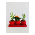 Kırmızı Trio Model Dekoratif Beton Saksıda Sukulent Ve Kalanchoe(Kalanşo)