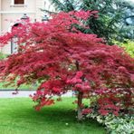 Kırmızı Yapraklı Japon Akçaağaç Acer Palmatum Atropurpureum 3 Ade