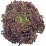 Kırmızı Yapraklı Kıvırcık Lolorosso Marul (1 Gram)