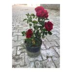 Kırmızı Yediveren Aşılı Gül Fidanı Saksıda 10-20 Cm 698755588