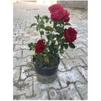 Kırmızı Yediveren Aşılı Gül Fidanı Saksıda Gerçek Resim