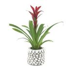 Kırmızı Yıldız Çiçeği Guzmanya Guzmania & Beyaz Slither Beton Saksıda Hediyelik Canlı Çiçek BALFLOWERDESİGN-3091