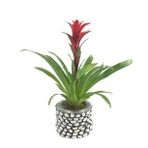 Kırmızı Yıldız Çiçeği Guzmanya Guzmania & Eskitme Slither Beton Saksıda Hediyelik Canlı Çiçek BALFLOWERDESİGN-2525